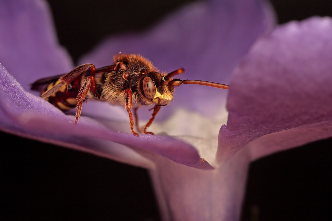 Nomada lathburiana